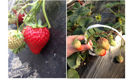 1513326517477338gTdh.jpg 未標(biāo)題-2.jpg