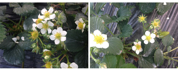 1513326939805310jp7H.jpg 未標(biāo)題-4.jpg