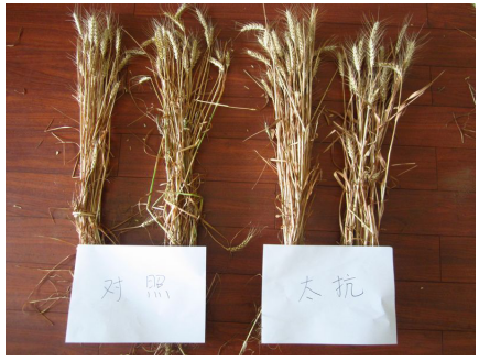 1513333829893018KbjQ.png blob.png