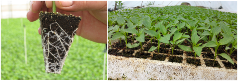 15156678609299246ejo.png blob.png