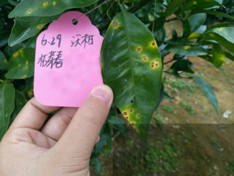 1557820734807023PTpw.png 圖片10.png